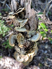 Mushrooms growing in the surrounding indigenous forest.