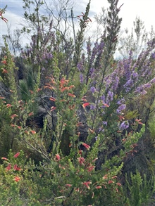 Indigenous Flora of Kuthumba