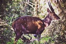 Indigenous Wildlife
