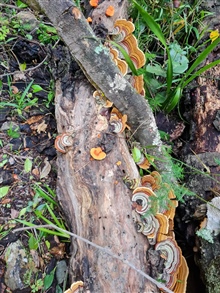 Mushrooms growing in the surrounding indigenous forest