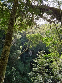 Part of the Indigenous Forest that surrounds Kuthumba