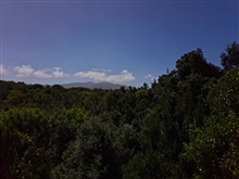 Views of the Indigenous Forest