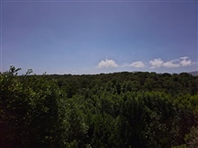 Views of the Indigenous Forest