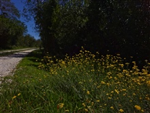 Beautiful Road Side Scenery 