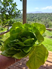 Home Grown Lettuce