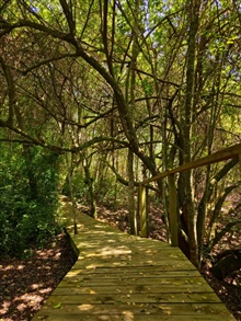 Private Forest Walkway