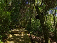 Private Forest Walkway