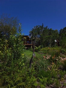 Indigenous Flora in a Private Garden